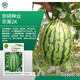 Jingyan watermelon seeds super sweet small watermelon Jingxin 8424 rock sugar unicorn melon Academy of Agricultural Sciences watermelon seedlings lazy melon seeds Jingmei 2K small watermelon 5g