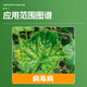 Guoguang Banmei 2% amino oligosaccharide tobacco tomato virus disease yam salvia miltiorrhiza notoginseng disease pesticide fungicide 500ml*2 bottles