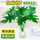 Dragon Scale Spring Feather Hydroponic Plant Paradise Bird Living Room Pothos Potted Flower Rich Bamboo Monstera A good-to-grow green plant. Fine Spring Feather 20-25cm 1 tree. Free nutrient solution.