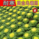 Cold-resistant yellow-hearted vegetable seedlings, chrysanthemum and cabbage seedlings, potted garden seedlings, easy to grow four-season vegetable seedlings in the courtyard, yellow-hearted vegetable seedlings (10 plants)