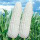 【国审】玉米种子甜糯玉米种子杂交玉米白玉米国审玉米种子 国审白玉米种子 2包约100粒