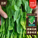 Beishu Pea Tip Seeds Needless Pea Sprouts Large Leaf Spring Four Seasons Rapeseed Needless Pea Tip Seeds 100g
