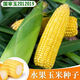 National Approval Fruit Corn Seeds Fresh Sweet and Crisp National Approval Sweet Corn Seeds Farmhouse Garden Vegetables National Approval Fruit Corn Seeds 2 packs of about 100 grains