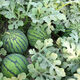 Jingxin No. 1 watermelon seeds, thin-skinned watermelon seeds, super sweet, early-maturing watermelon seeds, high-yielding farm garden watermelon seeds, Jingxin No. 1 seeds/pack, about 50 seeds, 3 packs
