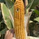 Jinqiu 45 is a high-yielding, high-yield, disease-resistant and widely suitable kilo-packed Yunnan high-yield corn variety with high quality. Jinqiu 45 is a high-yielding, high-yield, disease-resistant and widely suitable kilo-packed high-quality Yunnan high-yielding corn variety.