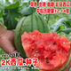 National 2k watermelon seeds thin-skin gift small watermelon pearl red watermelon non-split melon early spring ruby watermelon seeds 2K watermelon seeds/pack about 50 pieces 3 packs