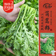 Shouhe chrysanthemum seed seedlings small-leaf emperor vegetable seeds Weinen No. 7 chrysanthemum seeds 15g about 6300 grains