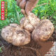 Early-maturing Muma Mountain Sweet Potato and Cold Potato Seeds Large Sweet Potato White Sweet Potato Kudzu High-yielding Spring and Autumn Sowing Fruit and Vegetable Seeds Muma Mountain Sweet Potato (Jingyam Seeds/Pack About 50 Pieces 1 Pack