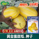 Golden dense melon seeds, melon dense seeds, Golden Road fruits, early maturing, high yield, disease resistance, extra large spring melon fruit seeds, golden dense seeds/pack, about 100 seeds, 3 packs