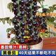 Black Tomato Seeds, Waterfall Tomatoes, Black Pearl Tomatoes, Small Tomato Seeds, Potted Cherry Tomato Fruit Seeds, Black Falls Cherry Tomato Seeds/pack, about 200 capsules, 1 pack