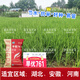 Dao Yufeng Agriculture Water-saving drought-resistant rice Hanyou 761 rice seeds Special heat-resistant type for upland rice with well-developed root system Hanyou 761 upland rice seeds 500g 3 bags (free rice gift package)