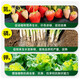 Instant high-efficiency compound fertilizer nitrogen, phosphorus and potassium general flower, fruit and vegetable compound fertilizer nitrogen, phosphorus and potassium fertilizer 10-100 Jin Jin equals 0.5 kg High-efficiency instant multi-element compound fertilizer 20 Jin Jin equals 0.5 kg