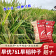 Dao Yufeng Agriculture Water-saving drought-resistant rice Hanyou 761 rice seeds Special heat-resistant type for upland rice with well-developed root system Hanyou 761 upland rice seeds 500g 3 bags (free rice gift package)