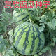 Jingxin No. 1 watermelon seeds, thin-skinned watermelon seeds, super sweet, early-maturing watermelon seeds, high-yielding farm garden watermelon seeds, Jingxin No. 1 seeds/pack, about 50 seeds, 3 packs
