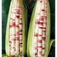 Nationally approved super large stick sweet waxy colorful corn seeds, new varieties of colorful waxy corn seeds, farmers' high-yield corn seeds, nationally approved colorful corn seeds, 1 pack of about 50 grains