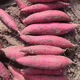 Lingmai Fresh Sweet Potatoes, Shandong Fresh Watermelon, Red Sweet Potatoes, Fresh Sweet Potatoes, Sweet Potatoes, Purchase Restriction, Medium to Large Fruit (more than three ounces per fruit), Net Weight 4.5Jin, Jin equals 0.5kg