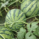 Jingxin No. 1 watermelon seeds, thin-skinned watermelon seeds, super sweet, early-maturing watermelon seeds, high-yielding farm garden watermelon seeds, Jingxin No. 1 seeds/pack, about 50 seeds, 3 packs