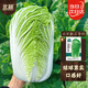 Beijing New No. 3 Chinese Cabbage Seeds Cold-resistant Winter and Spring Garden Field Vegetable Seeds Beijing New No. 3 Seeds 5g