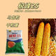 Nationally approved corn variety, high and stable yield, Jifeng 25 corn seeds, non-GMO, four-season southern yellow, Jifeng 25 corn seeds, 4200 grains/bag