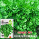 Eat as you plant, seasoning vegetable seed combination, easy to grow heat-resistant balcony potted vegetables in all seasons in spring, small-leaf coriander seeds, 1 pack, about 1,000 seeds, 1 pack, about 1,000 seeds