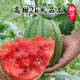 National 2k watermelon seeds thin-skin gift small watermelon pearl red watermelon non-split melon early spring ruby watermelon seeds 2K watermelon seeds/pack about 50 pieces 3 packs