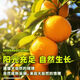 Oranges navel authentiques du Jiangxi Gannan, oranges douces fraîches pelées à la main, expédiées depuis les zones de production principales, fruits frais immédiats, oranges navel Gannan, 10 Jin dans des boîtes égales à 0,5 kilogramme (80-90 gros fruits)