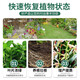 Diammonium Phosphate Compound Fertilizer Small Bag Fertilizer Household Vegetables, Flowers and Fruit Trees Potted General Compound Fertilizer Chemical Fertilizer 50Jin Jin equals 0.5kg Diammonium Phosphate