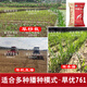 Dao Yufeng Agriculture Water-saving drought-resistant rice Hanyou 761 rice seeds Special heat-resistant type for upland rice with well-developed root system Hanyou 761 upland rice seeds 500g 3 bags (free rice gift package)