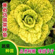 Cold-resistant yellow-hearted vegetable seedlings, chrysanthemum and cabbage seedlings, potted garden seedlings, easy to grow four-season vegetable seedlings in the courtyard, yellow-hearted vegetable seedlings (10 plants)