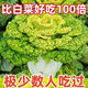 Cold-resistant yellow-hearted vegetable seedlings, chrysanthemum and cabbage seedlings, potted garden seedlings, easy to grow four-season vegetable seedlings in the courtyard, yellow-hearted vegetable seedlings (10 plants)