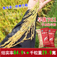 Dao Yufeng Agriculture Water-saving drought-resistant rice Hanyou 761 rice seeds Special heat-resistant type for upland rice with well-developed root system Hanyou 761 upland rice seeds 500g 3 bags (free rice gift package)