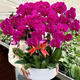 Phalaenopsis Orchid Seedlings with Foils and Buds Potted Orchids Large Seedlings Living Room Indoor Plants and Flowers 1 Chinese Red --- With Foils Without Pots