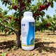 Taihui Li Cuiyang 50% monocyanamide ammonia grape peach and kiwi fruit tree bud-breaking sleep-inducing agent monohydroammonium growth regulator 250ml*1 bottle Production date September 25 Shelf life 2 years