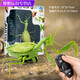 Shantoulin Village Пульт дистанционного управления Mantis Electric Toy Scrank Artifact Tockroach Boy движется к паукам