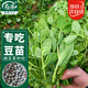 Shouhe crispy pea tip seed seedlings, bean sprouts, winter and spring vegetable seeds, crispy and tender No. 2 pea tip seeds 50g*2 bags