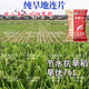 Dao Yufeng Agriculture Water-saving drought-resistant rice Hanyou 761 rice seeds Special heat-resistant type for upland rice with well-developed root system Hanyou 761 upland rice seeds 500g 3 bags (free rice gift package)