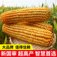 Zhangye, Gansu Wholesale high-yielding national-approved Zhengdan 958 corn seeds, short stems, large sticks, lodging resistance, disease and insect resistance Zhengdan 958 national-approved corn seeds 3 Jin Jin equal to 0.5 kg 1 bag