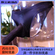 Universal airplane cup underwear for work, men's underwear for sexy masturbation, L tube special penis thong, insertable, black, ice silk JJ closed (with JJ cover) 80-120Jin Jin equals 0.5 kg