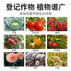 80% acetoallin, fungus, bacteria, root rot, seedling rot, fusarium wilt, bacterial wilt, moss removal pesticide, fungicide 1000g*5 bottles