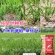 Dao Yufeng Agriculture Water-saving drought-resistant rice Hanyou 761 rice seeds Special heat-resistant type for upland rice with well-developed root system Hanyou 761 upland rice seeds 500g 3 bags (free rice gift package)
