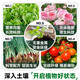 Instant high-efficiency compound fertilizer nitrogen, phosphorus and potassium general flower, fruit and vegetable compound fertilizer nitrogen, phosphorus and potassium fertilizer 10-100 Jin Jin equals 0.5 kg High-efficiency instant multi-element compound fertilizer 20 Jin Jin equals 0.5 kg