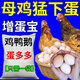 Egg Duoduo chickens, ducks, geese, general egg-laying treasure, egg-stimulating egg-stimulating device, special feed additive for improving egg quality in cold weather, 1 bag, large eggs, more eggs, good egg quality, 100g
