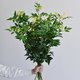 Nine-star leaf high-end Yunnan flowers water-grown fresh cut flowers Valentine's Day gift New Year's decoration flowers Nine-star leaf 1 bunch (8-10 branches)
