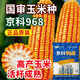 Rose Jingke 968 corn seeds, high yield, double sticks, low stems, lodging resistance, disease resistance, drought and waterlogging resistance, genuine national approved white shaft, new species promotion, genuine 3Jin Jin equal to 0.5kg, can be planted on 1.1 acres of land + nutritional coating
