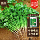 Beishu coriander seeds old varieties small leaves four seasons potted family seeds Weifang coriander seeds 10g about 800 grains