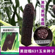 Wangyuanxing early-maturing yellow waxy corn seeds in the field, high-yield and high-quality yellow waxy corn, fragrant and waxy skin, thin and residue-free big cob corn seeds, Heitiannuo 631 Heitiannuo 200g
