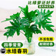 Dragon Scale Spring Feather Hydroponic Plant Paradise Bird Living Room Pothos Potted Flower Rich Bamboo Monstera A good-to-grow green plant. Fine Spring Feather 20-25cm 1 tree. Free nutrient solution.