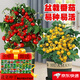 Tomato seeds, dwarf small tomatoes, tomato seedlings, potted plants, balcony potted vegetables and fruits for sowing in all seasons, mixed package of three tomato varieties, 52 capsules selected ++