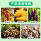 Potassium dihydrogen phosphate vegetable household flower fertilizer general fertilizer potassium fertilizer phosphate fertilizer foliar fertilizer Guoguang A Guoguang potassium 1000g 1 pack