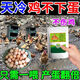 Special eggs for chickens to lay eggs, Duoduo Bao, eggs for chickens, ducks and geese to increase production, feed for chickens to eat if they don’t lay eggs, what to do, five bags